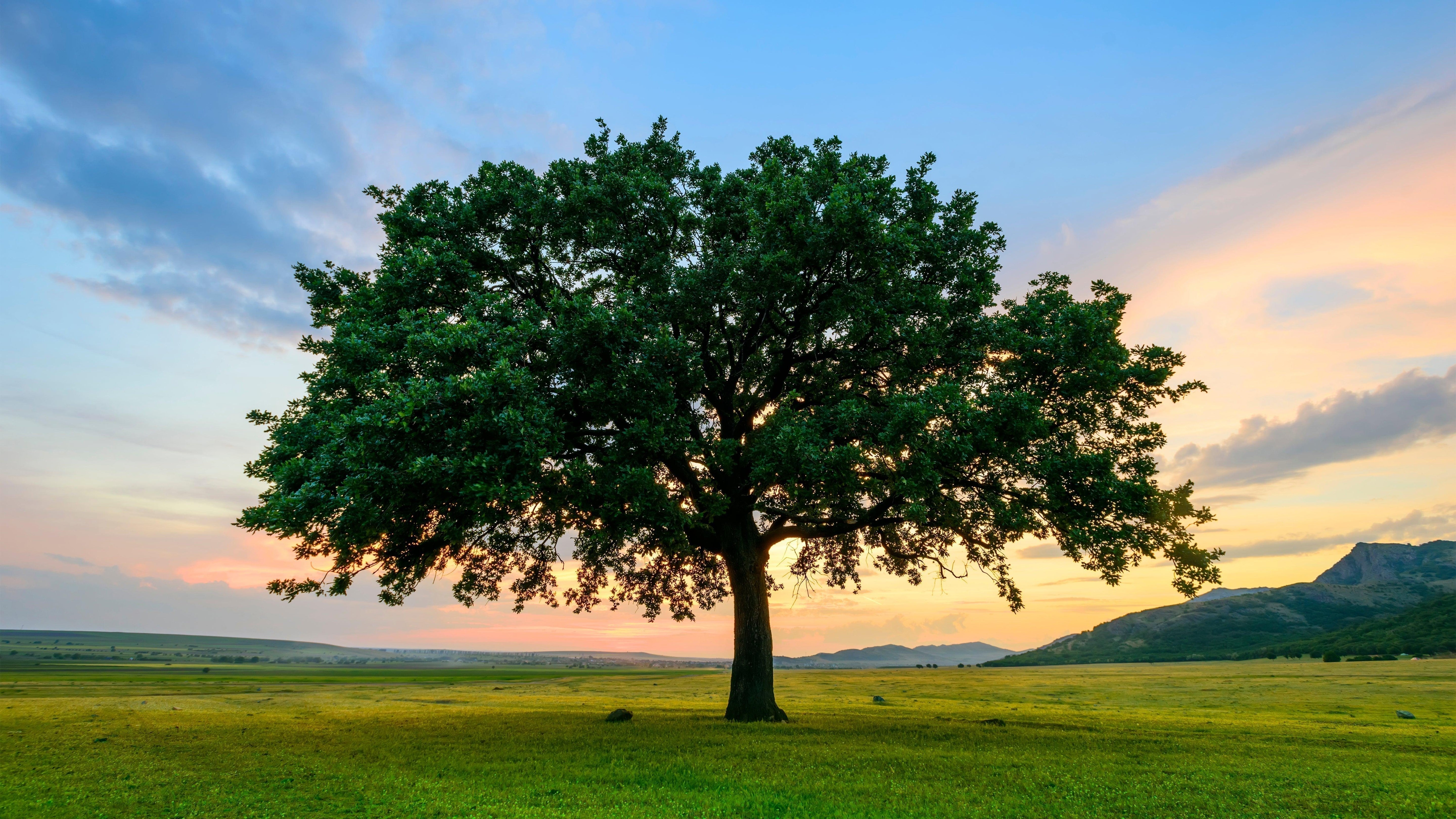 Le chêne, ce matériau iconique du design français