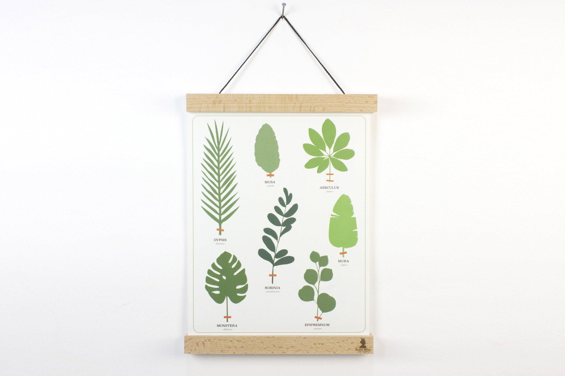 Affiche - L'herbier tropical - Reine Mère