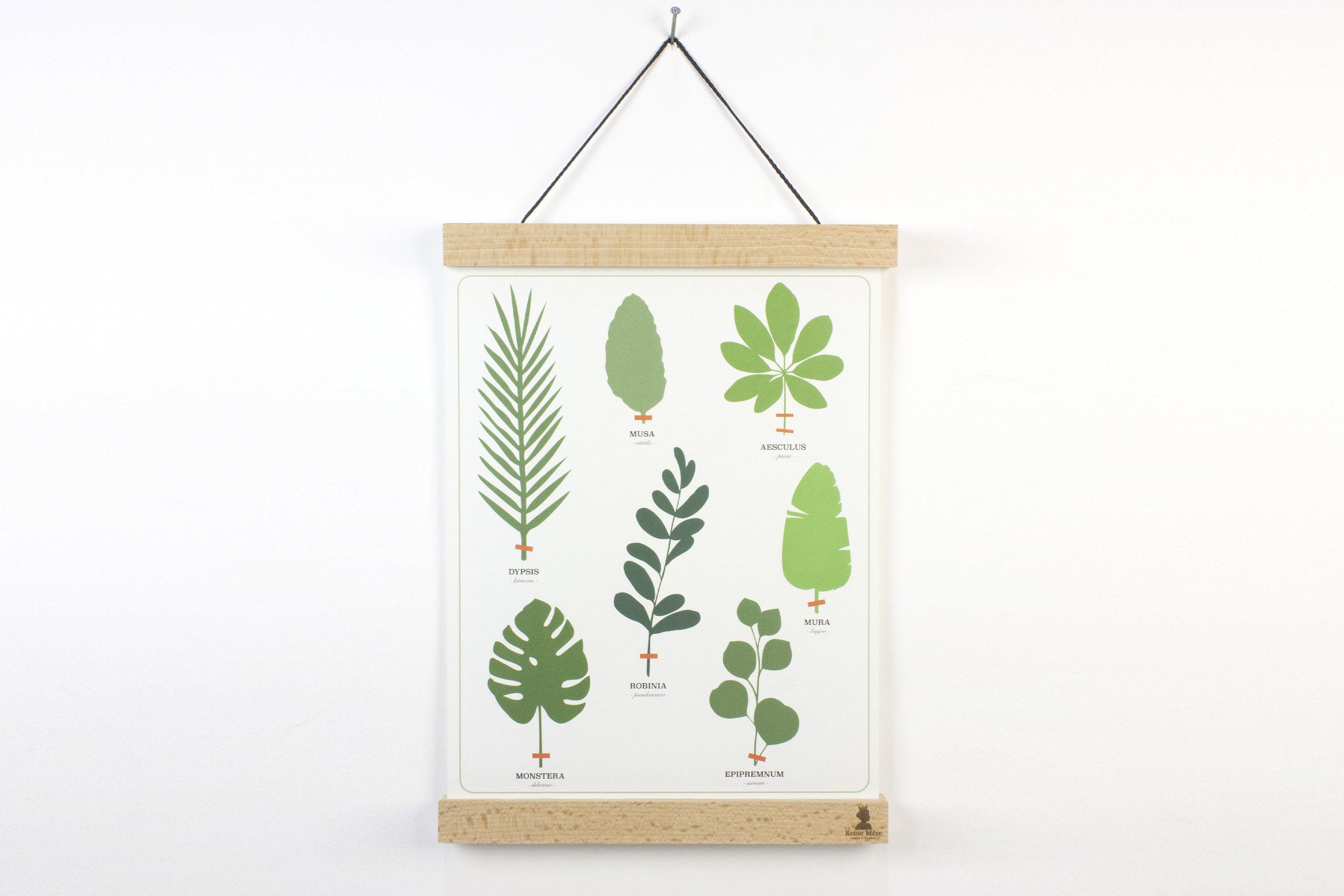 Affiche - L'herbier tropical - Reine Mère
