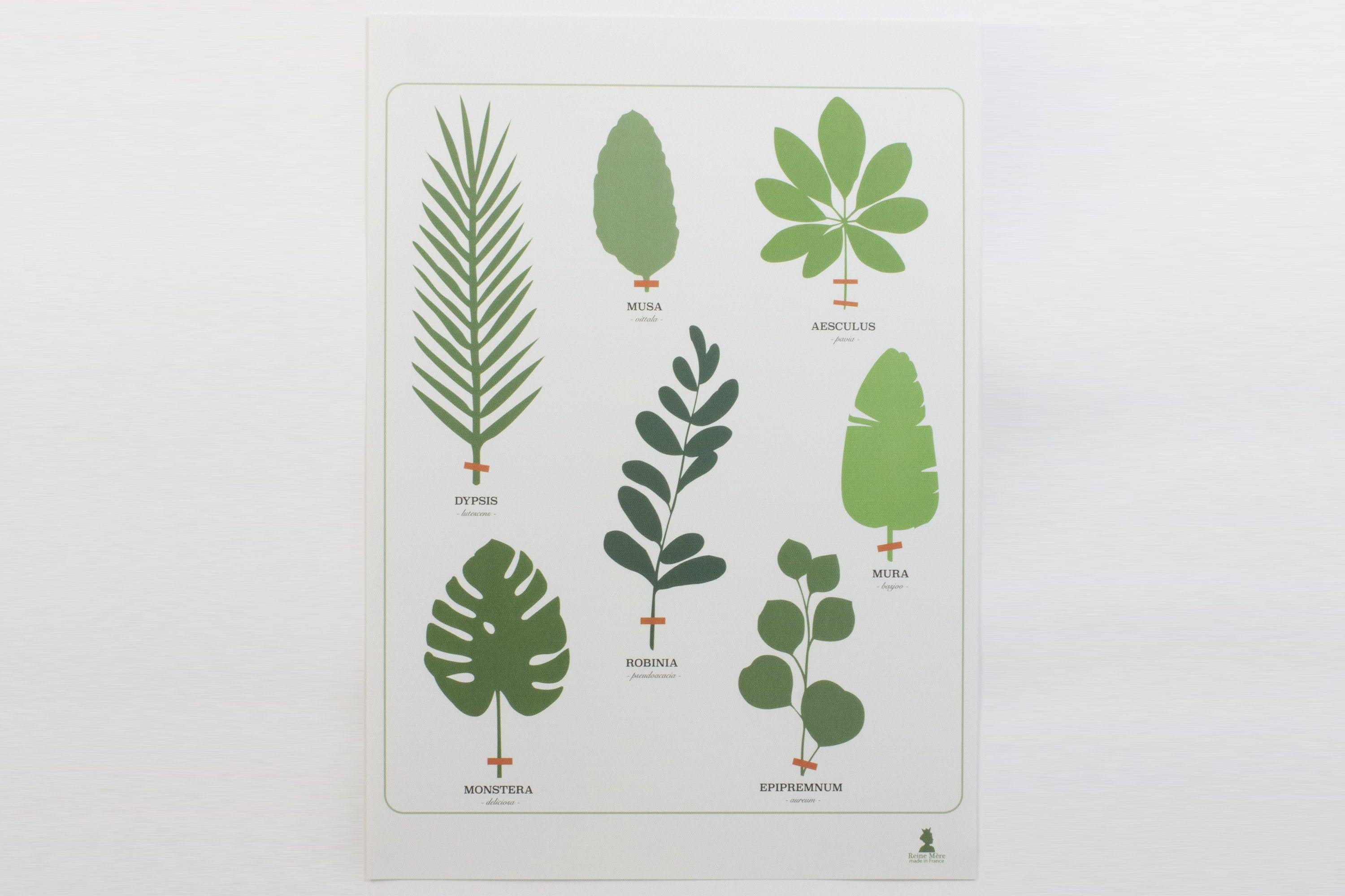 Affiche - L'herbier tropical - Reine Mère