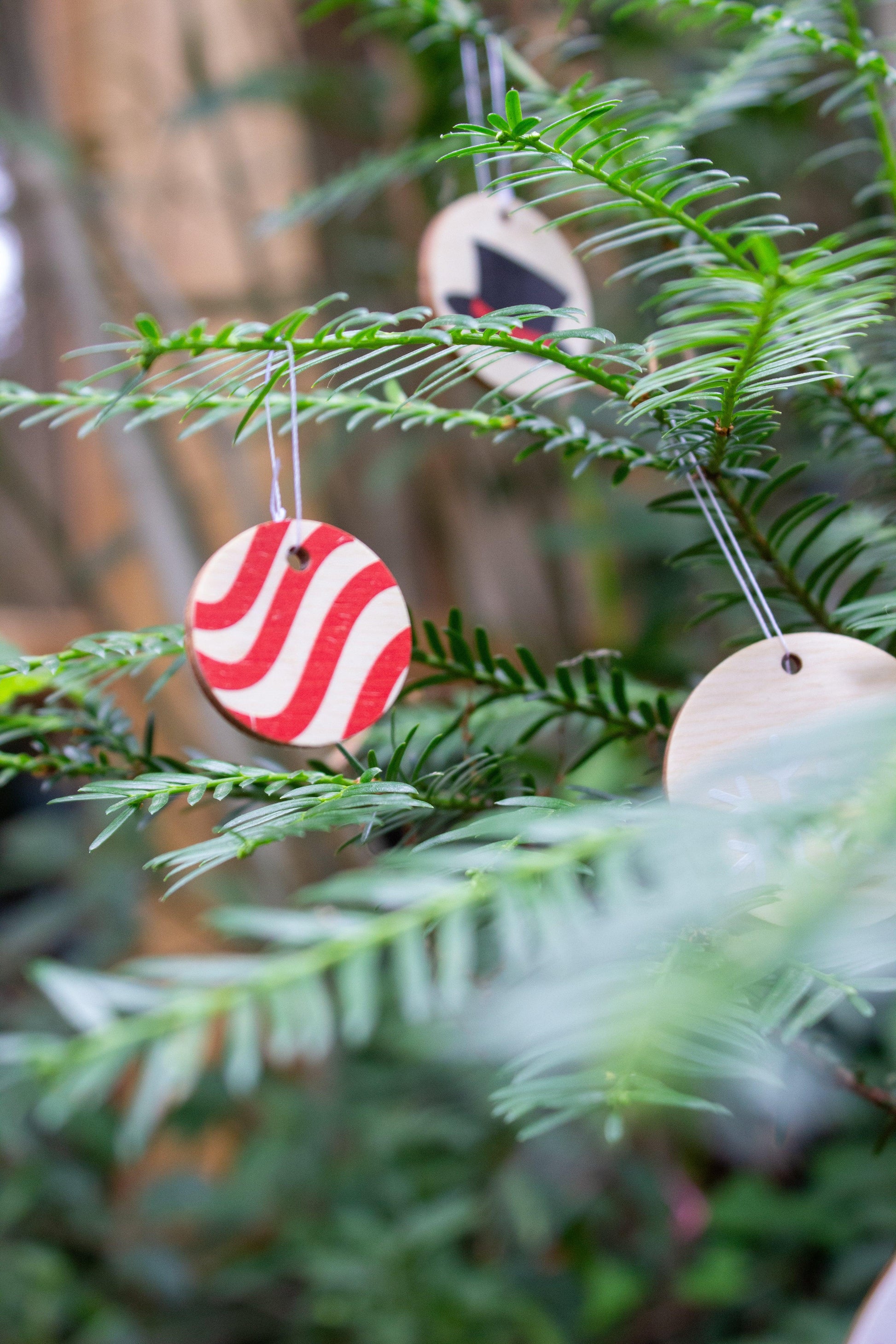 Vive le Vent - Reine Mère